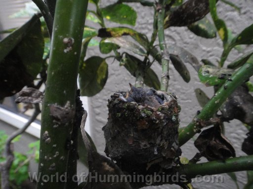 Hummingbird Photo: cuddle buddies